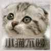 小猫不吵