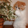 小花猫
