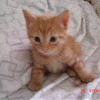 猪头小队长